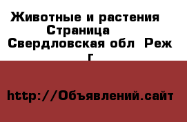  Животные и растения - Страница 13 . Свердловская обл.,Реж г.